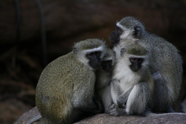 Monkey project