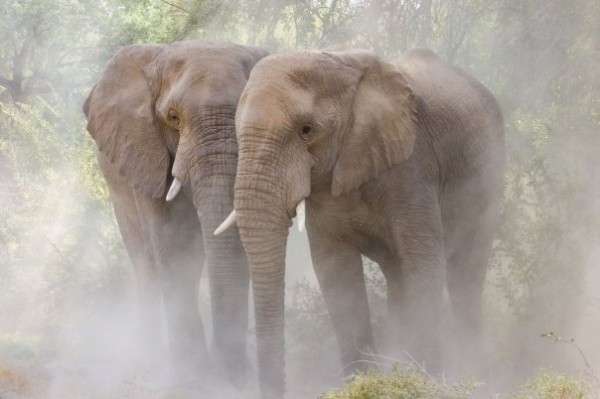 Elefantes y sus cuidados